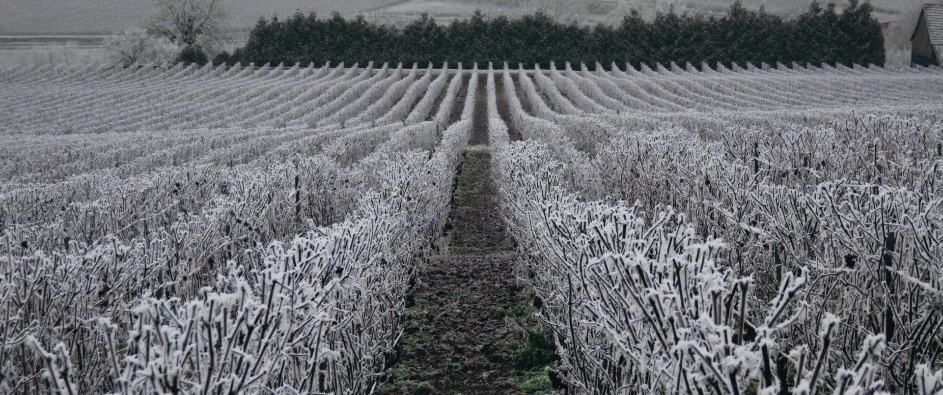 Champaign blog header 1