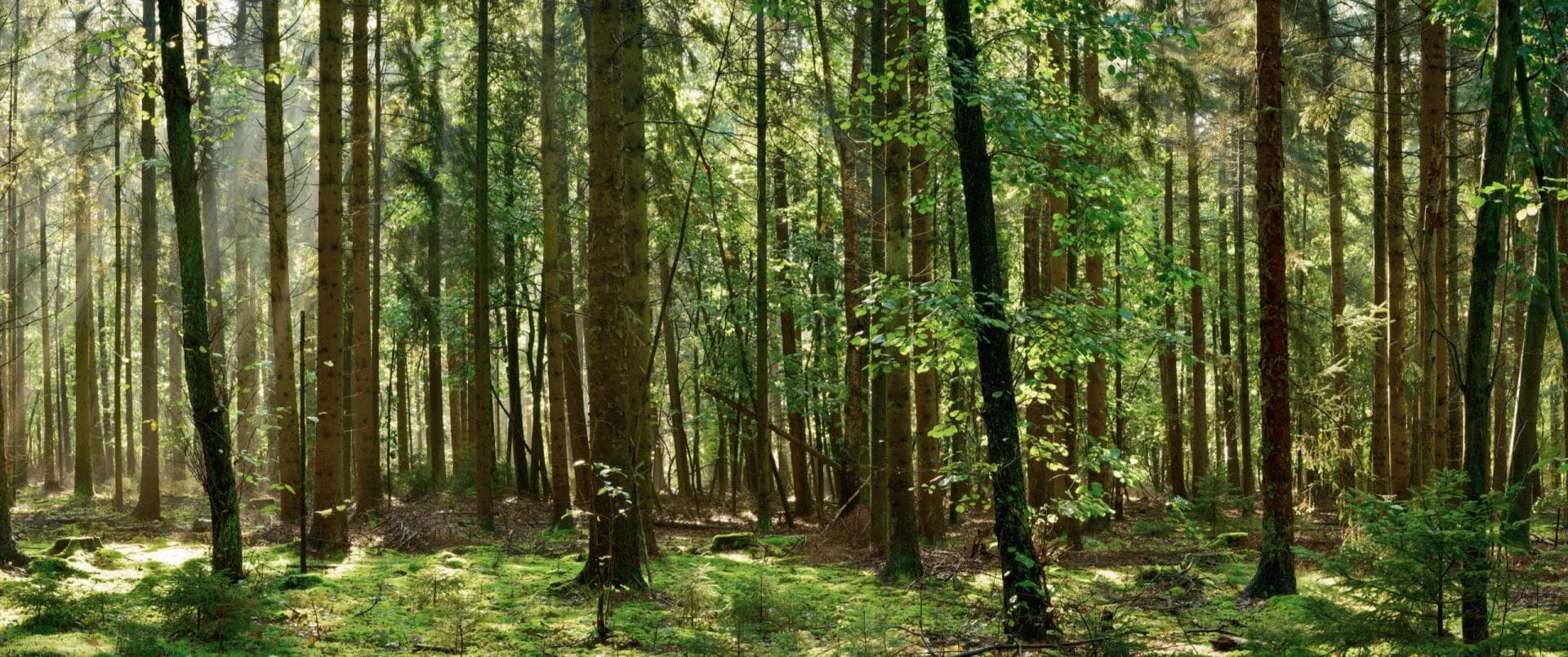 Tree planting forest