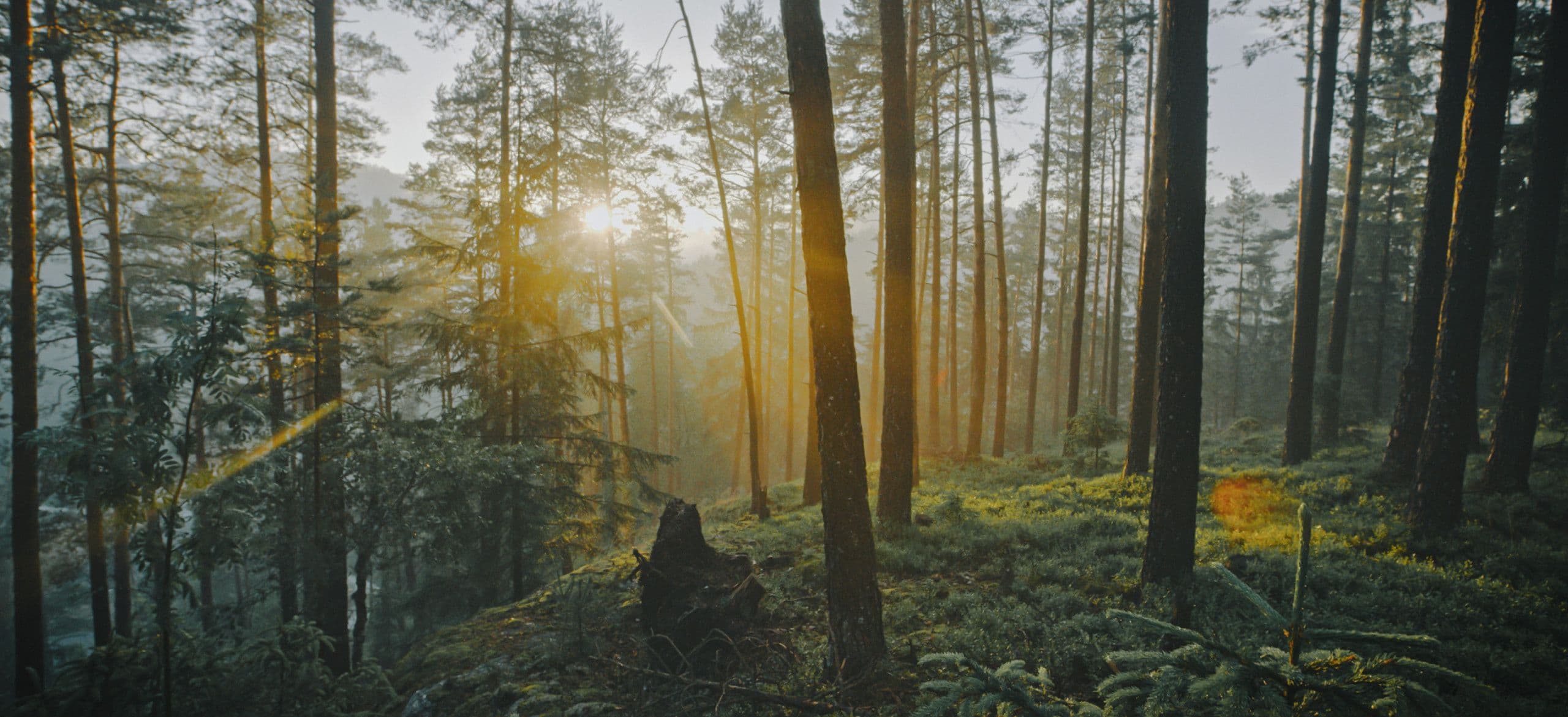 O9 supplier collaboration blog 2 header